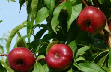 nuevas-de-variedades-de-fruta