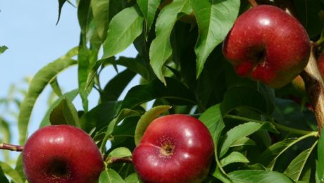 nuevas-de-variedades-de-fruta